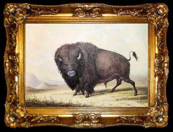 framed  unknow artist George Catlin Bull Buffalo, ta009-2